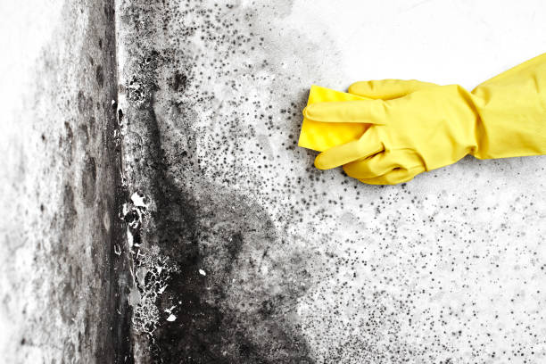 Best Mold Remediation for Specific Building Types in Ladoga, IN