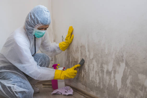 Best Crawl Space Mold Remediation in Ladoga, IN