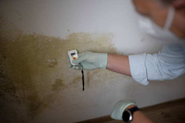 Best Attic Mold Remediation in Ladoga, IN