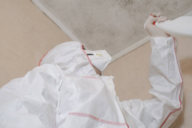 Best White Mold Remediation in Ladoga, IN