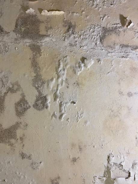 Best Residential Mold Remediation in Ladoga, IN