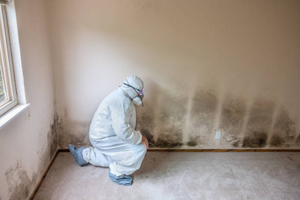 Best Post-Flood Mold Remediation in Ladoga, IN