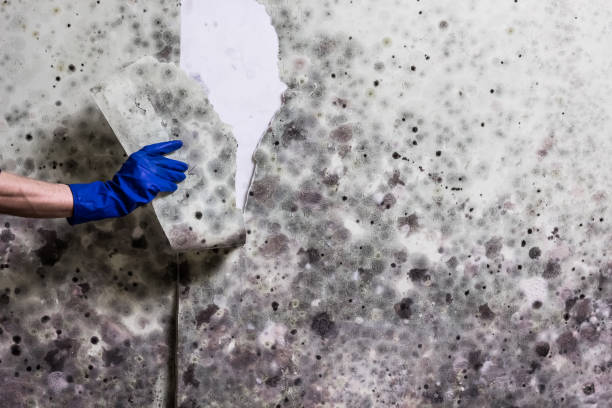 Best Attic Mold Remediation in Ladoga, IN