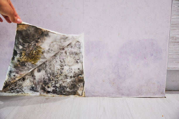 Best Basement Mold Remediation in Ladoga, IN